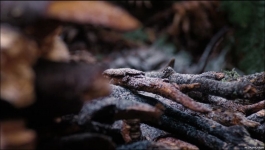 Penelope - Season 01 Episode 07